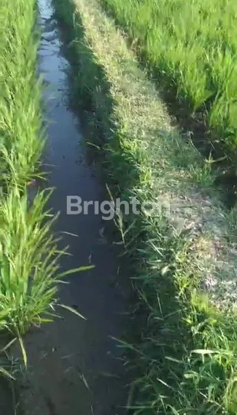 image JUAL TANAH SAWAH DAERAH GARUT. (8)