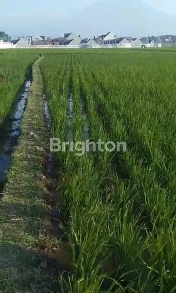 image JUAL TANAH SAWAH DAERAH GARUT. (4)