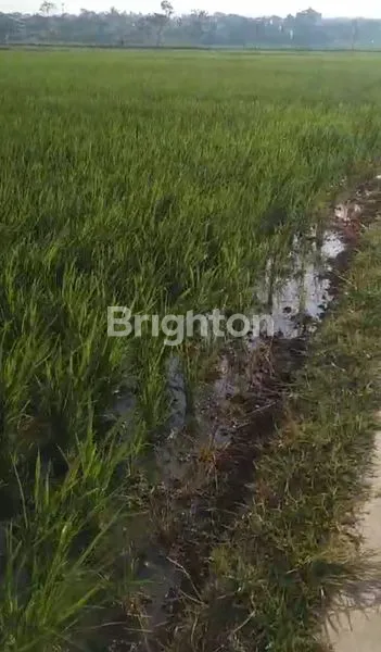 image JUAL TANAH SAWAH DAERAH GARUT. (6)