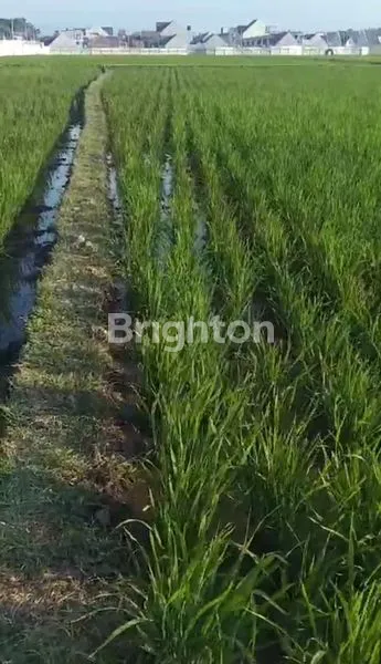 image JUAL TANAH SAWAH DAERAH GARUT. (3)