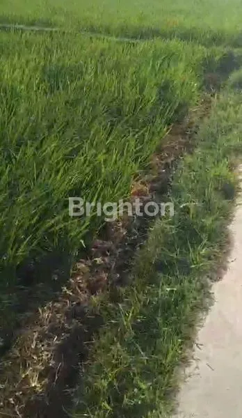 image JUAL TANAH SAWAH DAERAH GARUT. (7)