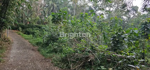 TANAH MURAH / STRATEGIS UNTUK INVESTASI DI GONDORIYO - BERGAS