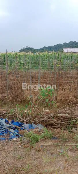 image TANAH KAPLING GUNUNG LINGAI (1)