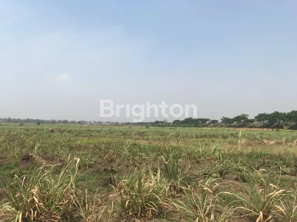 image TANAH JETIS MOJOKERTO COCOK DI BUAT LAHAN PERTANIAN/ KANDANG AYAM (4)