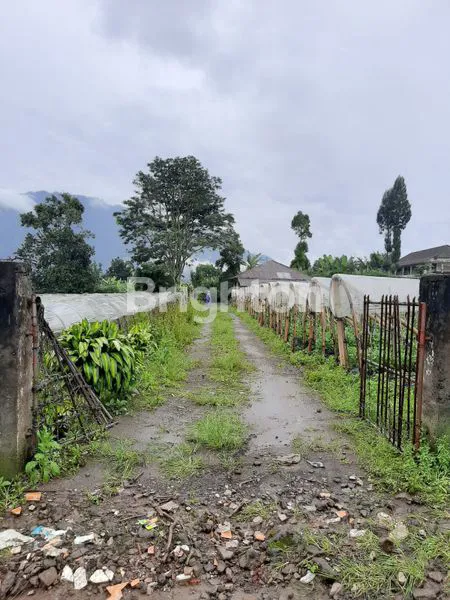 TANAH 25 ARE DI PANCASARI BEDUGUL DIJUAL CEPAT.