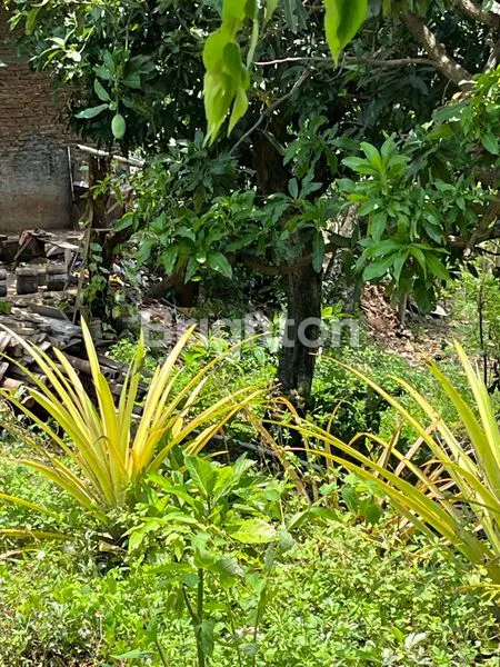 image JUAL CEPAT TANAH DI BAWAH NJOP DEKAT UNDIP TEMBALANG JANGLI (3)