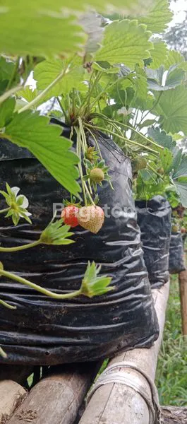 image TANAH CIBODAS LEMBANG SAMPING FINE FOREST CAMP (6)