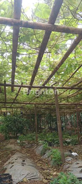 image TANAH CIBODAS LEMBANG SAMPING FINE FOREST CAMP (4)