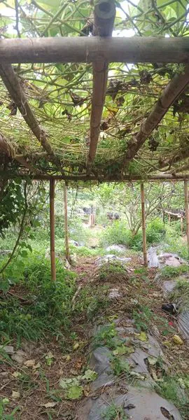 image TANAH CIBODAS LEMBANG SAMPING FINE FOREST CAMP (5)