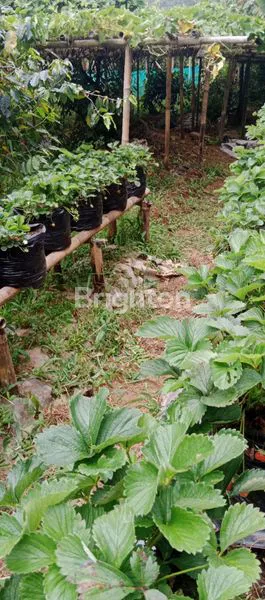 image TANAH CIBODAS LEMBANG SAMPING FINE FOREST CAMP (7)