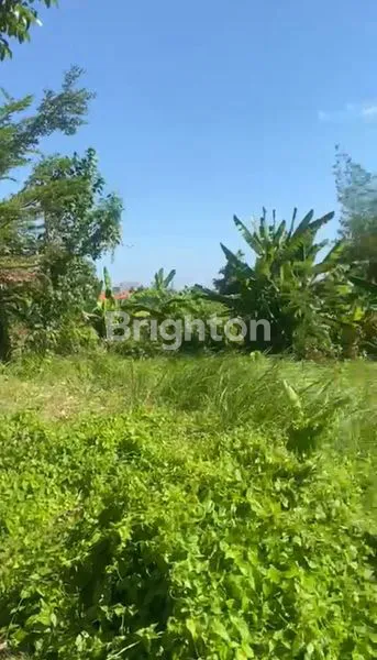 image TANAH SELUAS 20 ARE DI JALAN RAYA CANGGU TIBUBENENG (1)