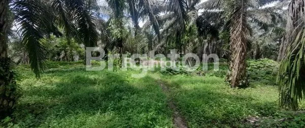 image TANAH UNTUK PABRIK DAN INDUSTRI (2)