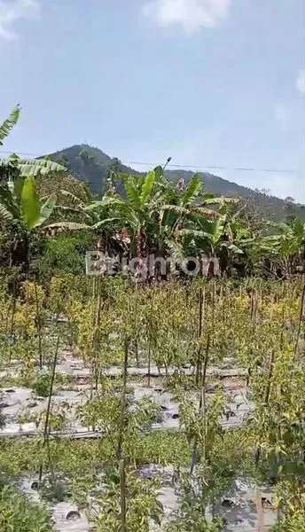 image TANAH SIAP USAHA ATAU BANGUN KEDITAN MAGELANG (1)