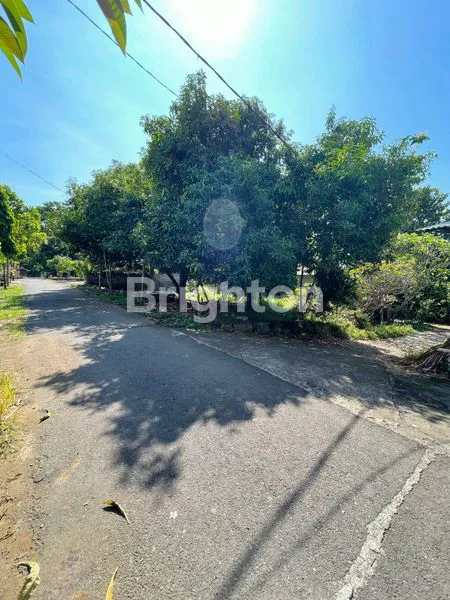 image DIJUAL TANAH DI DUSUN TEMBOK BULELENG (1)