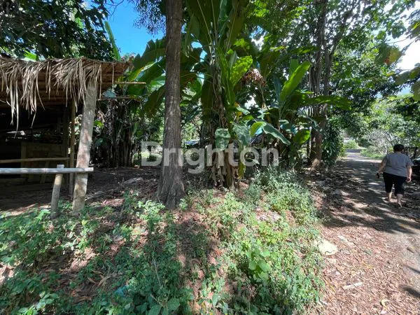 image DIJUAL TANAH DI DUSUN TEMBOK BULELENG (4)