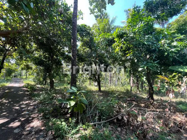 image DIJUAL TANAH DI DUSUN TEMBOK BULELENG (5)
