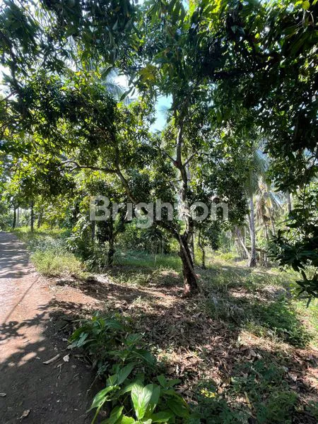 image DIJUAL TANAH DI DUSUN TEMBOK BULELENG (6)