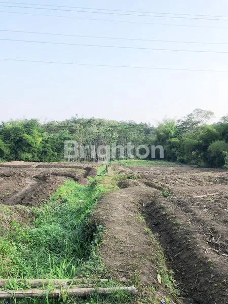 image TANAH PERTANIAN LUAS MULYOREJO SUKUN (2)