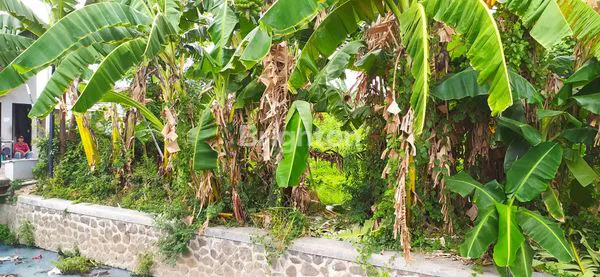 image TANAH KAVLING SIAP BANGUN DI TEGAL SELATAN  (2)