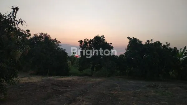 image TANAH DATAR LUAS KEBUN MANGA (3)