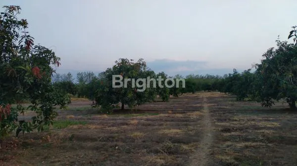 image TANAH DATAR LUAS KEBUN MANGA (2)