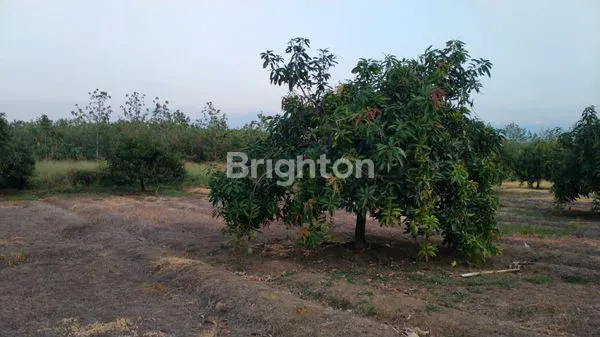 image TANAH DATAR LUAS KEBUN MANGA (1)