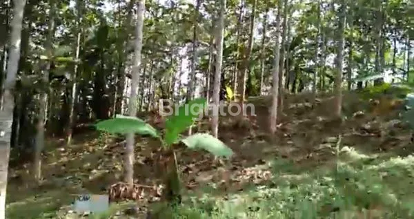 image BELI TANAH LANGSUNG CUAN. SAGARANTEN SUKABUMI (7)