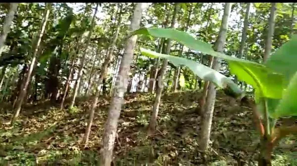 image BELI TANAH LANGSUNG CUAN. SAGARANTEN SUKABUMI (1)