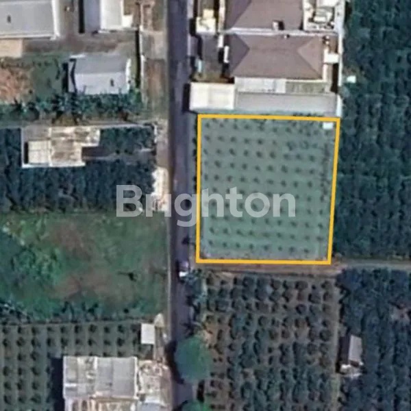 image TANAH DI KALISONGO, DAU (1)