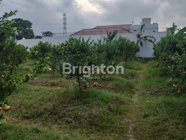 image TANAH DI KALISONGO, DAU (6)