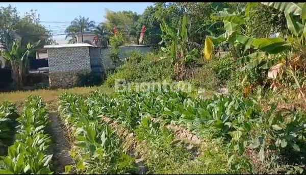 TANAH LUAS 5705 M² POROS JALAN RAYA PASAR PAO - KOTA PAMEKASAN