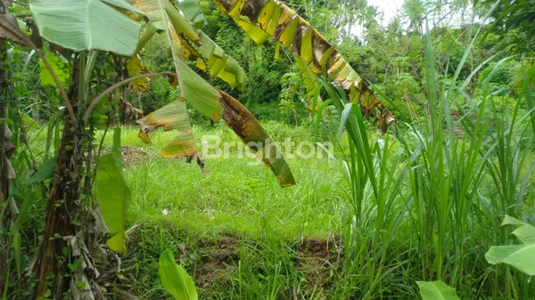 image INVESTASI CERDAS TANAH STRATEGIS DESA SANGSIT SAWAN BULELENG (2)