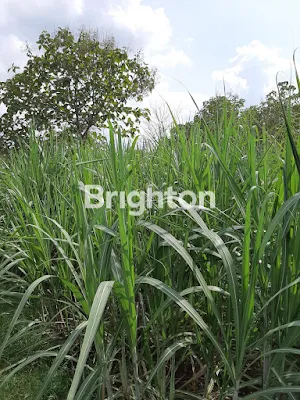 image TANAH DI DESA PULOREJO KEC DAWARBLANDONG MOJOKERTO (2)