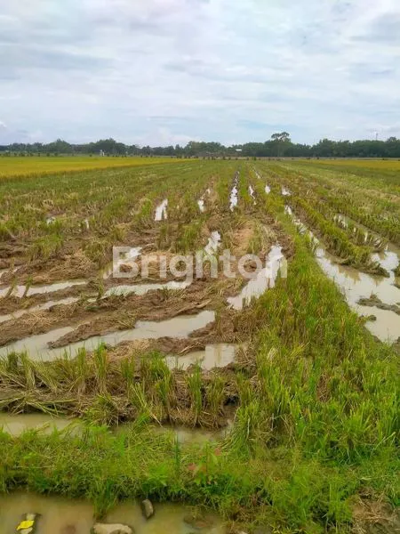 image TANAH SAWAH YANG LUAS (2)