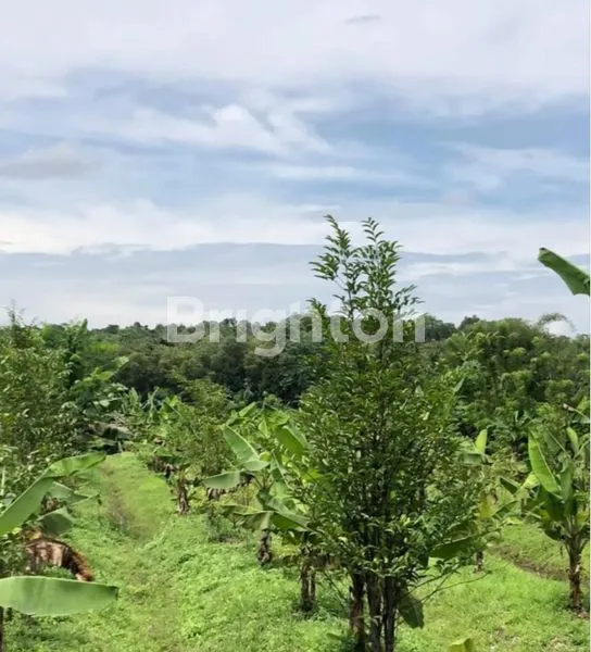 image TANAH KEBUN GAHARU DEKAT SITU PASIR MAUNG RAYA DAGO  (1)