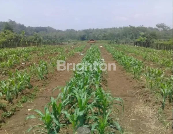 image TANAH KEBUN GAHARU DEKAT SITU PASIR MAUNG RAYA DAGO  (5)