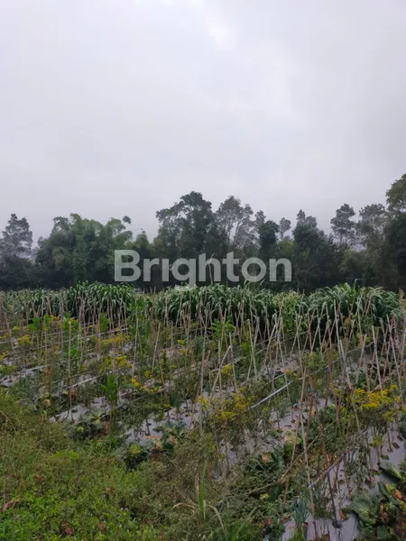 image TANAH LUAS LINGKUNGAN ASRI DAERAH NGABLAK MAGELANG (1)