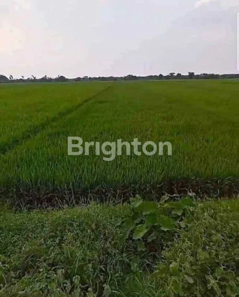 SAWAH NOL JALAN PROPINSI