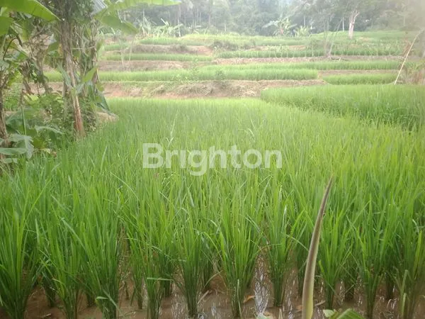 SAWAH PRODUKTIF DENGAN IRIGASI TERBAIK