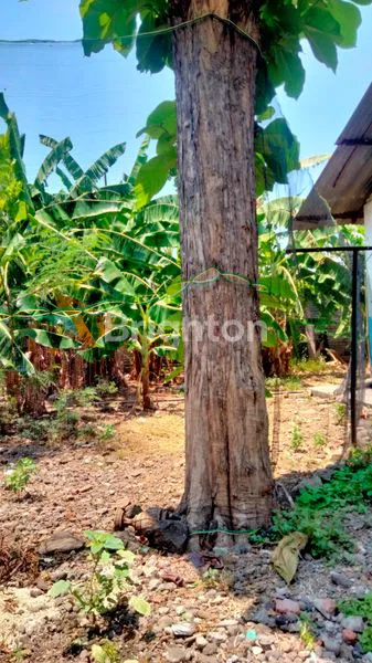 image TANJUNG MEKAR  (7)