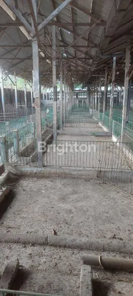 image GUDANG BUAT KANDANG BABI DI  KABUPATEN BLITAR (4)