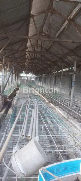image GUDANG BUAT KANDANG BABI DI  KABUPATEN BLITAR (3)
