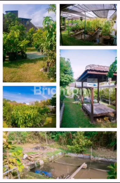 image UADEM! RUMAH HITUNG TANAH + TANAH DI TLOGOMAS, MALANG (3)