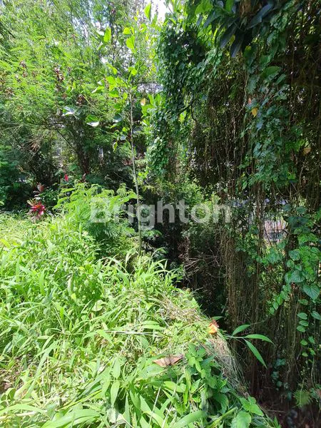 image JUAL TANAH STRATEGIS DI TEGALLALANG GIANYAR BALI (6)
