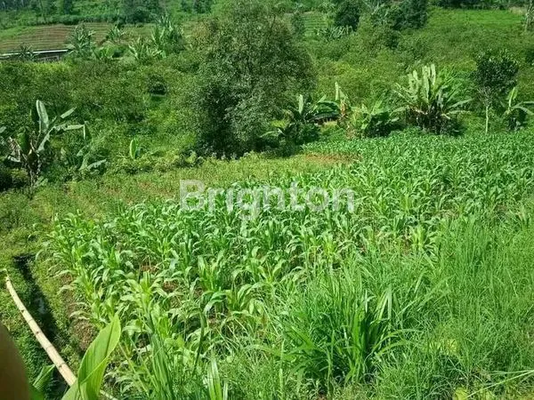 image TANAH LUAS DAN MURAH DI KOTA BATU DEKAT DENGAN SELECTA DAN ADA SUMBER AIR (1)