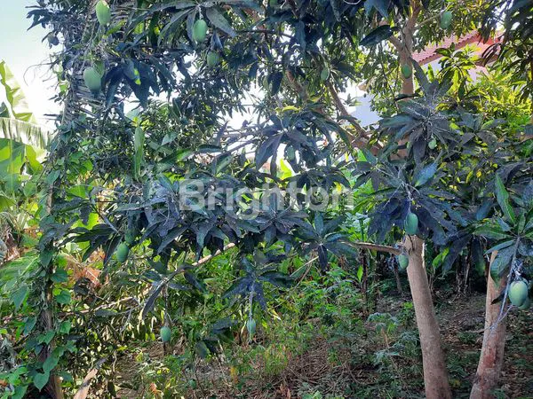 TANAH DI CARGO INDAH DENPASAR