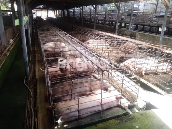 GUDANG - KANDANG BABI SIAP PAKAI