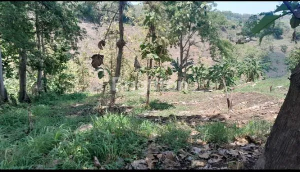 image TANAH KEBUN SUPER MURAH (3)