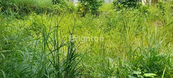 image JUAL TANAH PINGGIR JALAN RAYA CURUK (4)