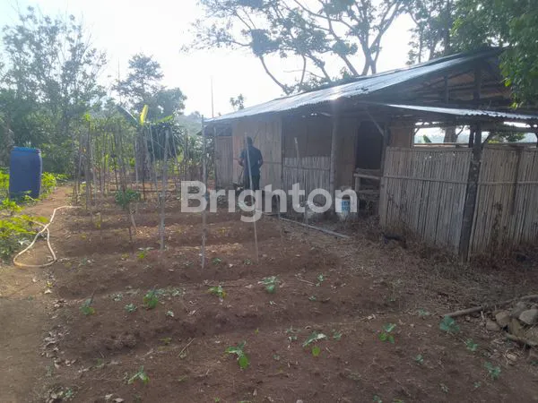 image TANAH KEBUN MURAH 1 HEKTAR DI PUNCAK 2 BOGOR (4)